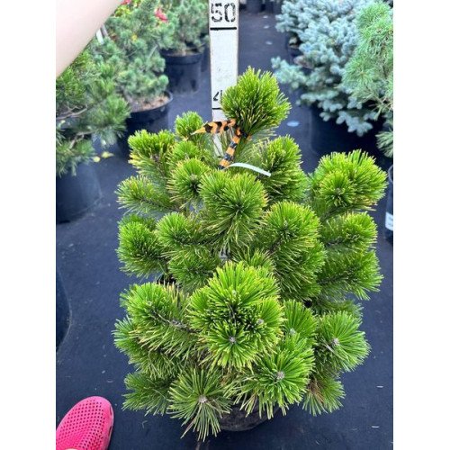 Продам саджанець сосни Schweizer Tourist, висота 45 см, куплю сосну Швайцер Турист