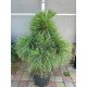 Продам саджанець сосни Wiethorst, висота 70 см, продам сосну Вітхорст