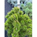 Продам сосну гiрську Winter Gold, висота 60 см, продам саджанець сосни Вінтер Голд