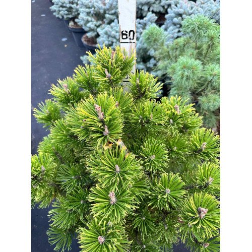 Продам сосну гiрську Winter Gold, висота 60 см, продам саджанець сосни Вінтер Голд