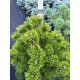 Продам сосну гiрську Winter Gold, висота 60 см, продам саджанець сосни Вінтер Голд
