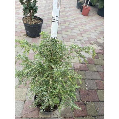 Продам саджанець тсуги канадської, висота 40 см, тсуга канадська купити саджанець