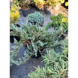 Продам саджанець ялівця Blue Chip, горщик С5, продам ялівець Блю Чіп