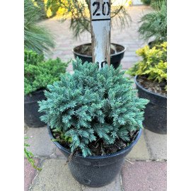 Продам саджанець ялівця Blue Star, горщик С2.5, продам ялівець Блю Стар