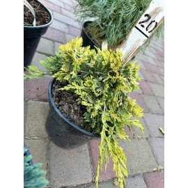 Продам ялівець горизонтальний Golden Carpet, горщик С2.5, продам ялівець Голден Карпет