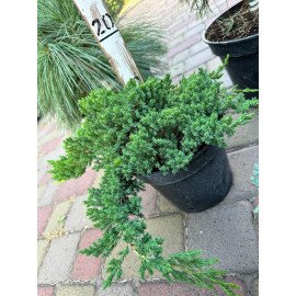 Продам саджанець ялівця Nana, горщик С2.5, продам ялівець Нана
