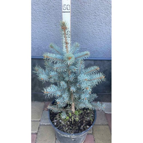 Продам саджанець ялини Majestic Blue, висота 45 см,  продам ялину Маджестік Блу