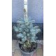 Продам саджанець ялини Majestic Blue, висота 45 см,  продам ялину Маджестік Блу