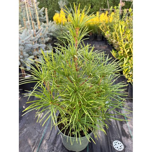 Продам саджанець сціадопітіса, висота 55 см, продам сциадопідіс