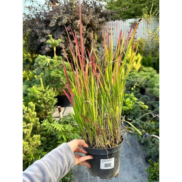 Імперата Ред Барон продам саджанець, контейнер С2, продам імперату Red Baron