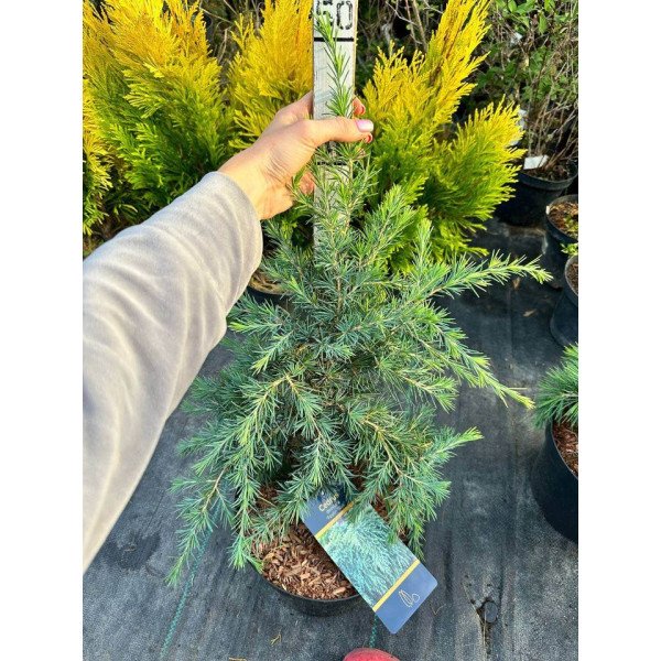 Кедр Філін Блю продам саджанець, висота 55 см, продам кедр Feelin Blue