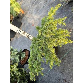 Кедр Хомепарк продам саджанець, діаметр крони 55 см, продам кедр Home Park