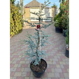 Кедр Хорстманн продам саджнець, висота 135 см, продам кедр Horstmann