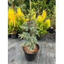 Кедр Сапфір Німф продам саджанець, висота 40-50 см, продам кедр Saphire Nymph