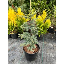 Кедр Сапфір Німф продам саджанець, висота 40-50 см, продам кедр Saphire Nymph