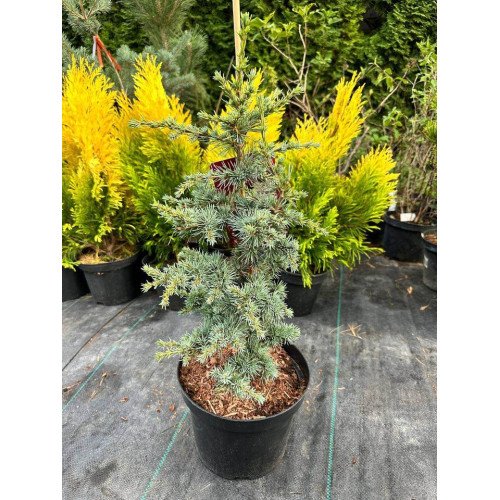 Кедр Сапфір Німф продам саджанець, висота 40-50 см, продам кедр Saphire Nymph