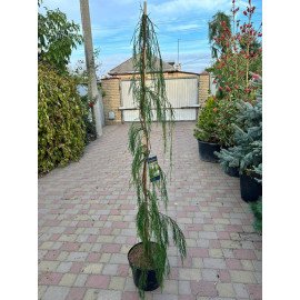 Кипарисовик Імбріката Пендула продам саджанець, висота 170 см, продам кипарисовик Imbricata Pendula