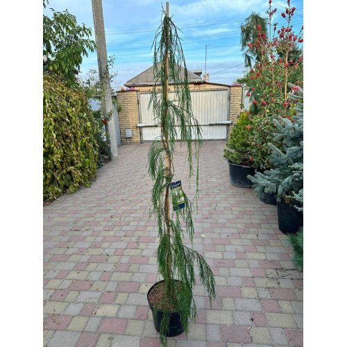 Кипарисовик Імбріката Пендула продам саджанець, висота 170 см, продам кипарисовик Imbricata Pendula