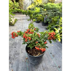 Піраканта Оранж Глоу продам саджанець, висота 40 см, продам саджанець піраканти Orange Glow