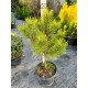 Сосна Офір продам саджанець, висота 50 см, продам саджанець сосни Ophir