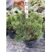 Сосна Пуміліо продам саджанець, висота 25 см, продам сосну Pumilio