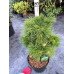 Сосна Тандерхед продам саджанець, висота 50 см, продам сосну Thunderhead