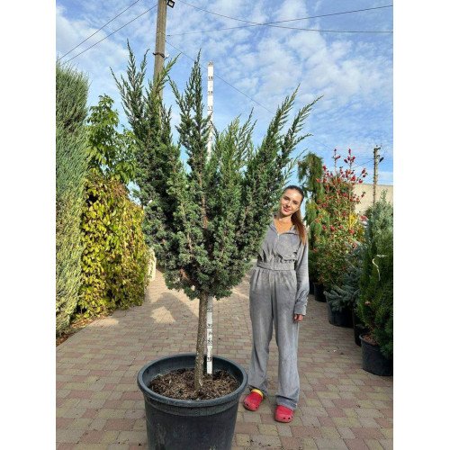 Продам ялівець Блаув на штамбі, загальна висота 200 см, продам ялівець Blaauw