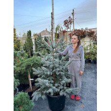 Ялина Хупсі продам саджанець, висота 180 см, продам ялину Hoopsii