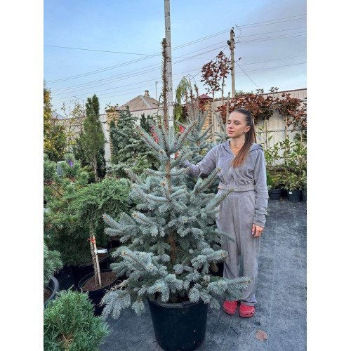 Ялина Хупсі продам саджанець, висота 180 см, продам ялину Hoopsii
