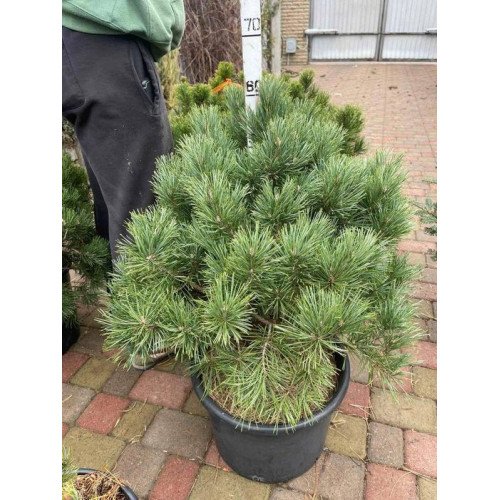 Сосна Ватерері продам саджанець, висота 65 см, продам сосну Watereri