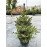 Ялина Нана продам саджанець, висота 45+см, продам ялину Nana