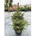 Ялина Нана продам саджанець, висота 45+см, продам ялину Nana