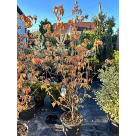 Дерен Мілкі Вей продам саджанець, висота 200+ см, куплю саджанець дерену Milky Way