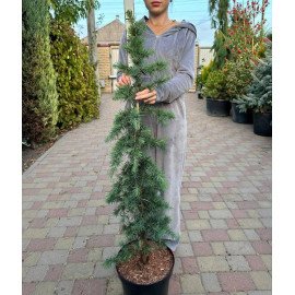 Кедр Дівінілі Блю продам саджанець, висота 110 см, продам кедр Divinely Blue