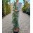 Кедр Дівінілі Блю продам саджанець, висота 110 см, продам кедр Divinely Blue