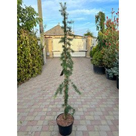 Кедр гімалайський Пендула продам саджанець, висота 180 см, продам кедр гімалайський Pendula