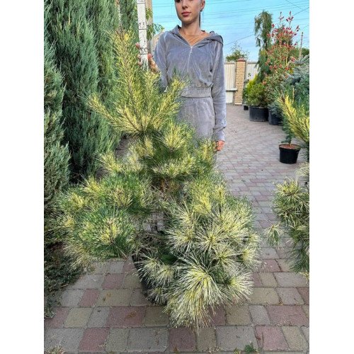 Сосна Окулус Драконіс продам саджанець, висота 110 см, продам сосну Oculus Draconis