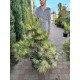 Сосна Окулус Драконіс продам саджанець, висота 110 см, продам сосну Oculus Draconis