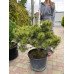 Сосна Саншайн продам саджанець, висота 70 см, продам сосну Sunshine