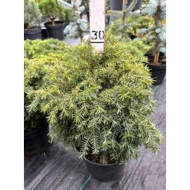 Тсуга Джедделох продам саджанець, висота 30 см, продам тсугу Jeddeloh