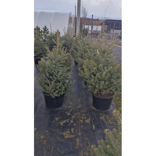 Ялина сербська продам саджанець, висота 150+см, продам саджанець сербської ялини Picea omorika