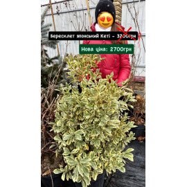 Бруслина Кеті продам саджанець, висота 100+ см, продам бересклет Кеті Kathy