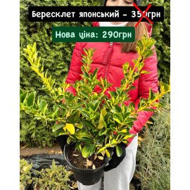 Бруслина японська продам саджанець, dисота 50 см, продам саджанець бруслини Euonymus japonicus