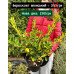 Бруслина японська продам саджанець, dисота 50 см, продам саджанець бруслини Euonymus japonicus