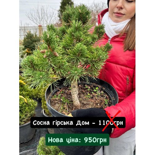 Сосна Дом продам саджанець, висота 40 см, продам сосну Dom