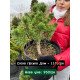 Сосна Дом продам саджанець, висота 40 см, продам сосну Dom