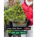 Сосна Грюне Велле продам саджанець, висота 30-40 см, продам сосну Grune Welle