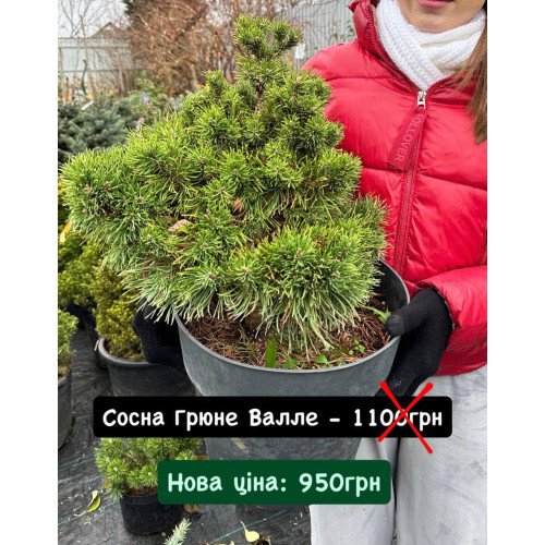 Сосна Грюне Велле продам саджанець, висота 30-40 см, продам сосну Grune Welle