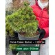 Сосна Грюне Велле продам саджанець, висота 30-40 см, продам сосну Grune Welle