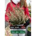 Верес білий продам саджанець, висота 30 см, продам саджанець вересу Calluna vulgaris
